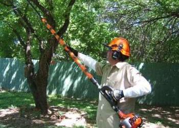 DIY: How to Prune Trees and Shrubs