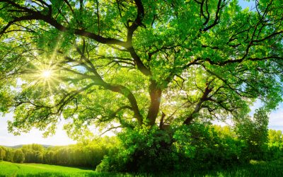 The Ecological and Environmental Importance of Trees